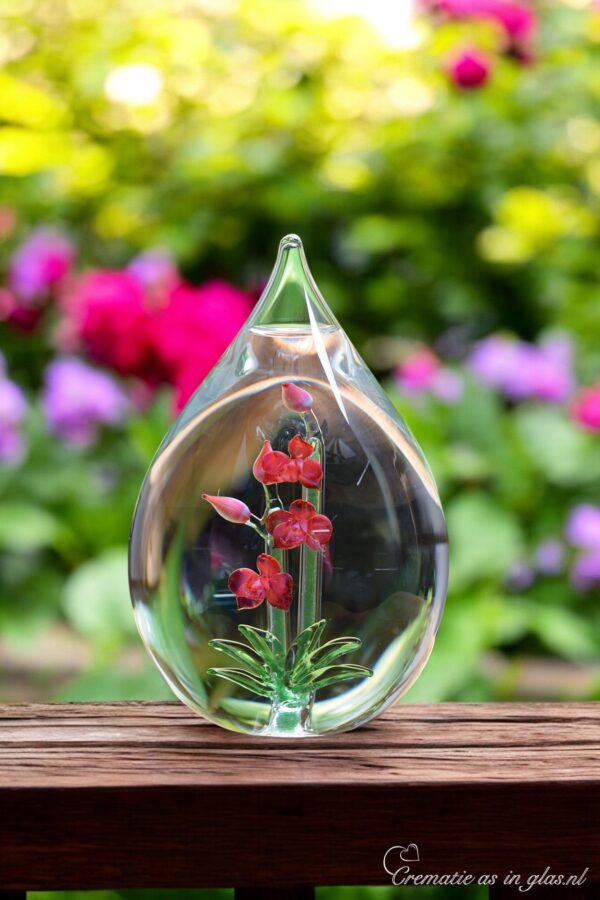 GU2023 | Orchidee triefende Urne